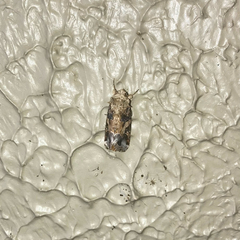 Spodoptera ornithogalli