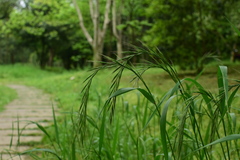 Elymus tsukushiensis