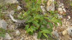 Rhamnus alpina