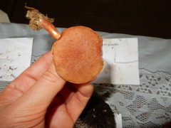 Austroboletus gracilis