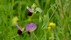 Pisum sativum sativum