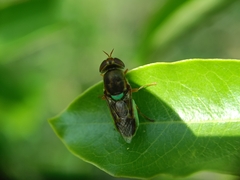 Stratiomyini