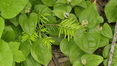Maianthemum bifolium