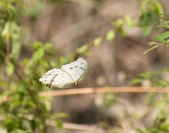 Morpho polyphemus polyphemus