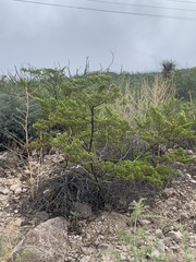 Larrea tridentata