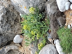 Crithmum maritimum