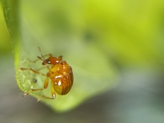 Attelabidae
