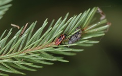 Pyrrhocoris apterus