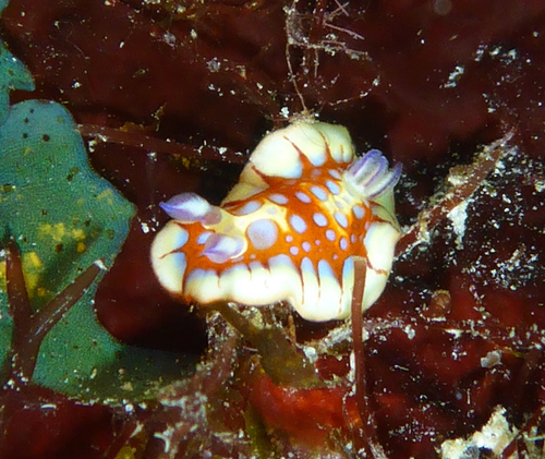 Harlequin Sea Goddess