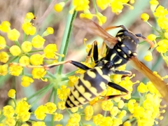 Polistes