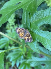Phyciodes tharos