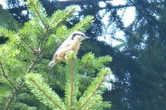 Sitta canadensis