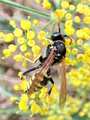 Polistes