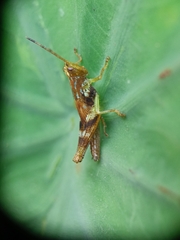 Gesonula