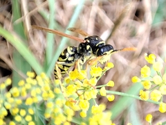 Polistes
