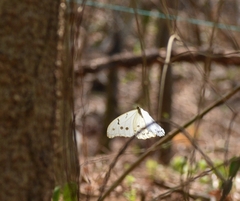 Morpho polyphemus polyphemus