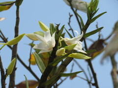 Dendrobium draconis