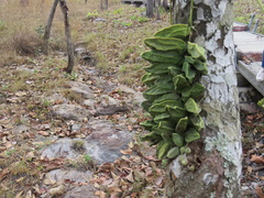 Dischidia major