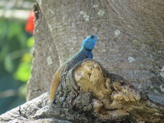 Acanthocercus atricollis