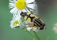 Helophilus trivittatus