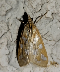 Diastictis sperryorum