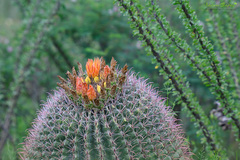 Ferocactus wislizeni