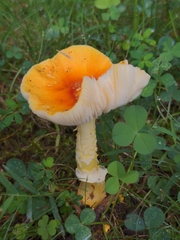 Amanita