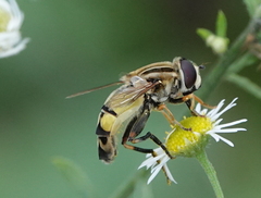 Helophilus trivittatus