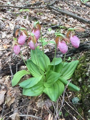 Cypripedium acaule