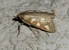 Diastictis sperryorum
