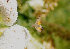 Macroglossum stellatarum