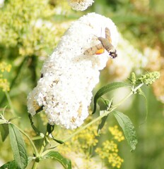 Macroglossum stellatarum