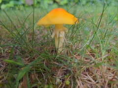 Amanita