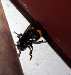 Nicrophorus orbicollis
