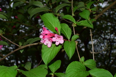 Weigela floribunda