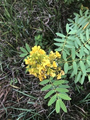 Senna hebecarpa