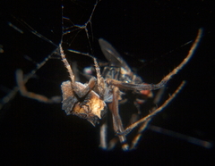 Cyphalonotus benoiti