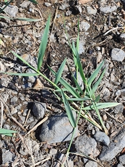 Leymus arenarius