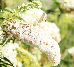 Macroglossum stellatarum