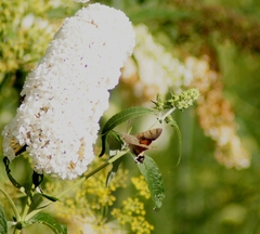 Macroglossum stellatarum