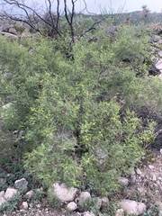 Vachellia constricta