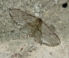 Idaea eremiata