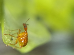 Attelabidae