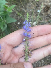 Veronica longifolia