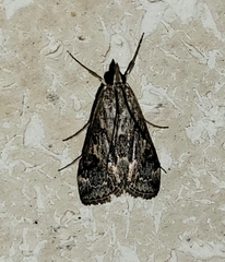 Loxostege allectalis