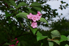 Weigela floribunda