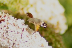 Macroglossum stellatarum