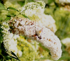 Macroglossum stellatarum