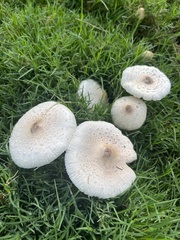 Chlorophyllum
