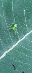 Lyssomanes viridis